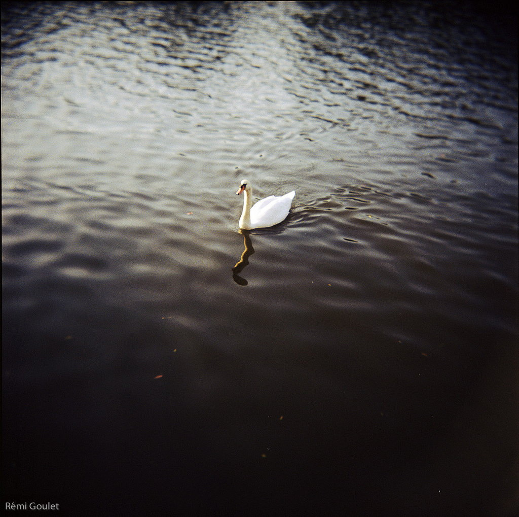 Le Cygne  //  Holga 120GN